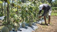 Petani Melon Kebumen