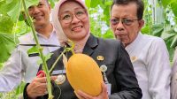 25 panen melon Kebun Melon
