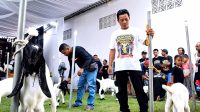 Kontes Kambing Kaligesing