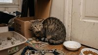 Kucing Stres