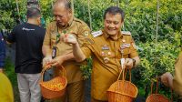 Harga Cabai Jateng