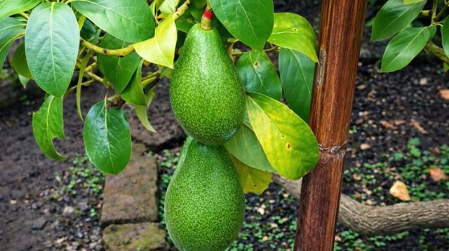 Bibit Allpukat Kebumen