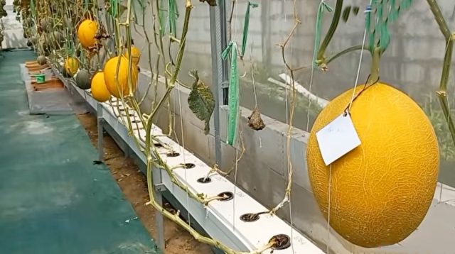 Wisata Petik Melon Kalitengah