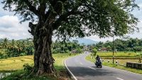 Pohon Asam Jawa