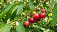 Buah Kersen