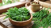 Manfaat Daun Kelor