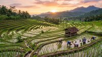Sawah