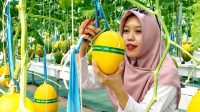 Panen Melon Kalitengah