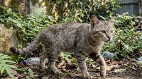 Kucing Liar