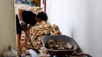 Limbah Tulang Sapi