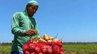 Petani Bengkoang